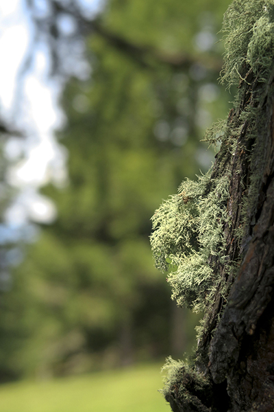 Weisshorn (BZ) (9).jpg